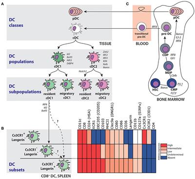 Frontiers | Langerin+CD8+ Dendritic Cells in the Splenic Marginal